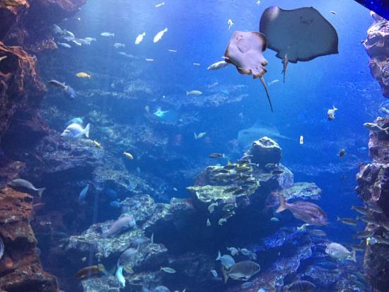 Acquario di Kyoto